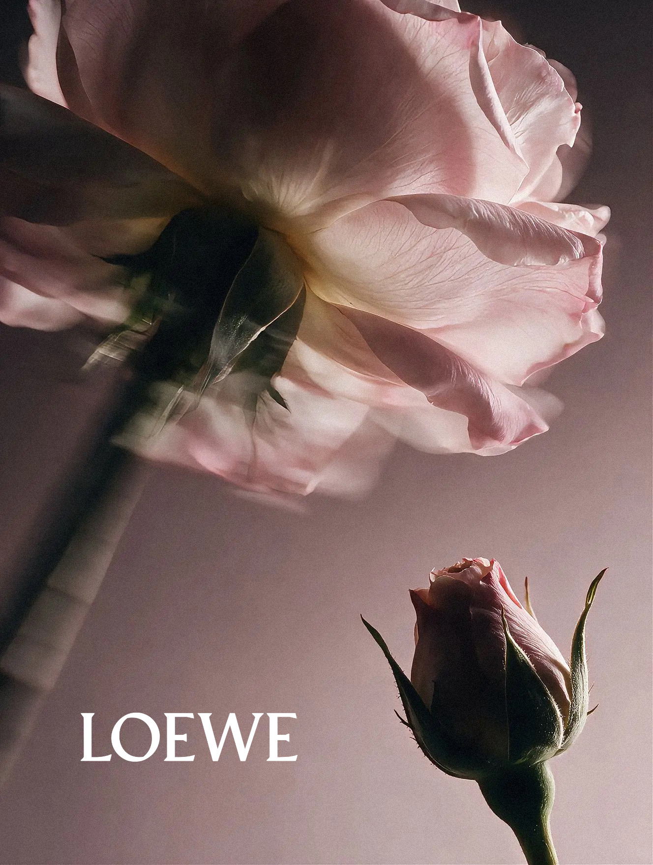 Loewe Rosetopia Spec Campaign